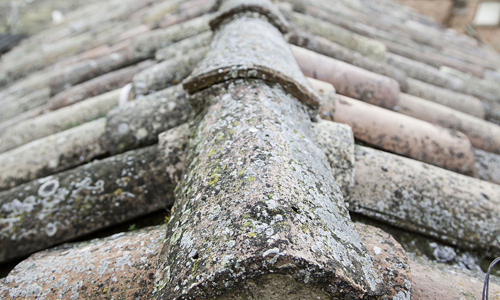 Ignoring ice dams can lead to roof leaks and mold growth.