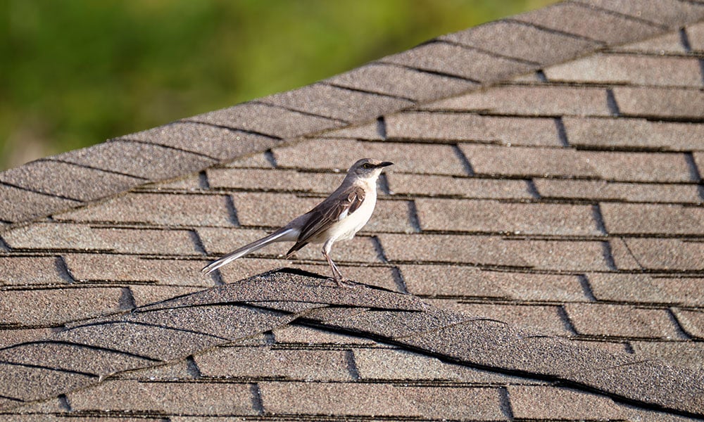 Choosing the right ridge cap may come down to some factors